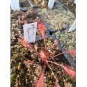 Drosera affinis 'Namibia'