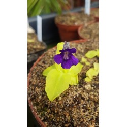 Pinguicula grandiflora