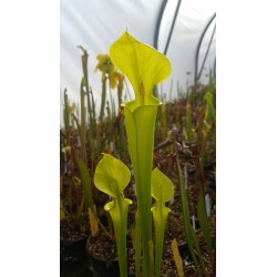 Sarracenia flava var. rugelii 'Yellow, small throat patch'