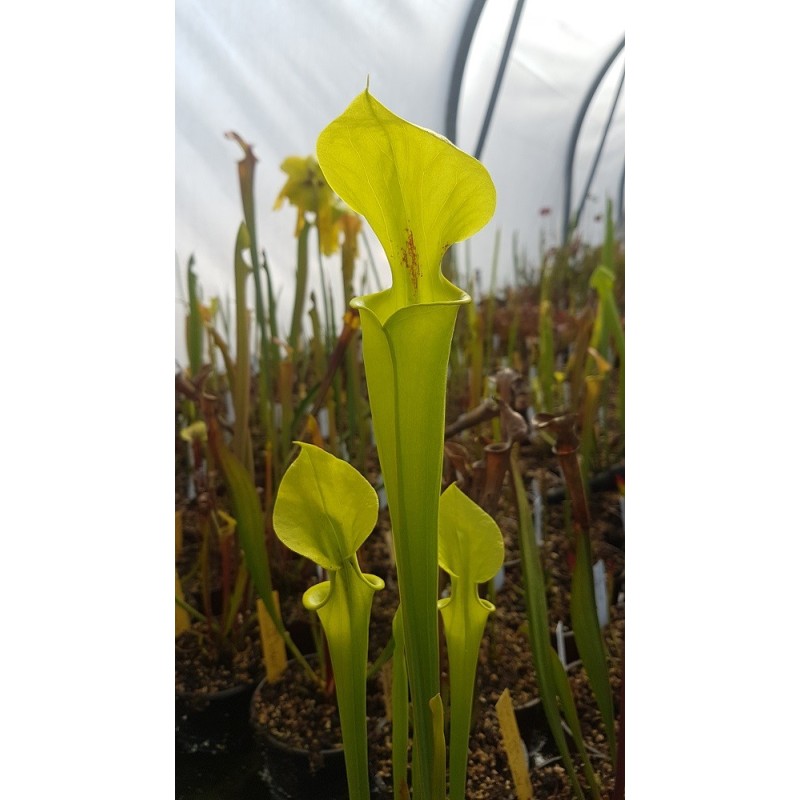 Sarracenia flava var. rugelii 'Yellow, small throat patch'