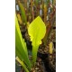 Sarracenia flava var. rugelii 'Yellow, small throat patch'