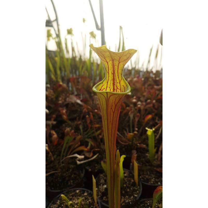 Sarracenia oreophila 'heavy veined'