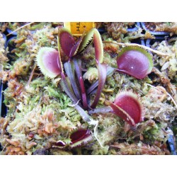 Dionaea 'red sawtooth'