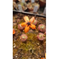 Drosera callistos