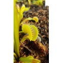 Dionaea 'tiger teeth'