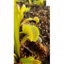 Dionaea 'tiger teeth'