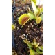 Dionaea 'UK sawtooth 2'