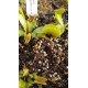 Dionaea 'UK sawtooth 2'