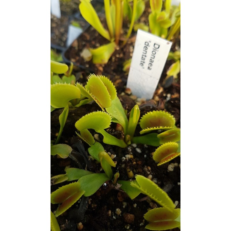 Dionaea 'dentate'