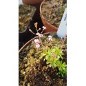 Stylidium irenea