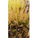 Drosera x hybrida