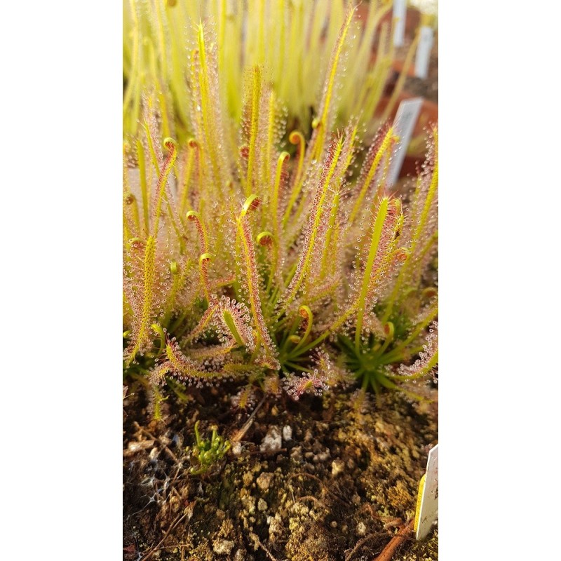 Drosera x hybrida