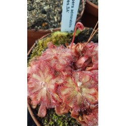 Drosera admirabilis 'Ceres,SA'