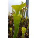 Sarracenia flava 'dorchester co., south carolina'