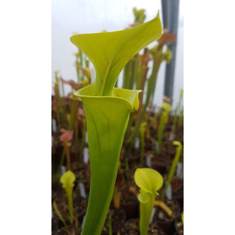 Sarracenia flava 'dorchester co., south carolina'