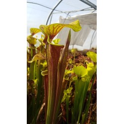 Sarracenia flava var. rubricorpora 'Apalachicola, National Forest'