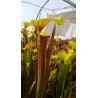 Sarracenia flava var. rubricorpora 'Apalachicola, National Forest'