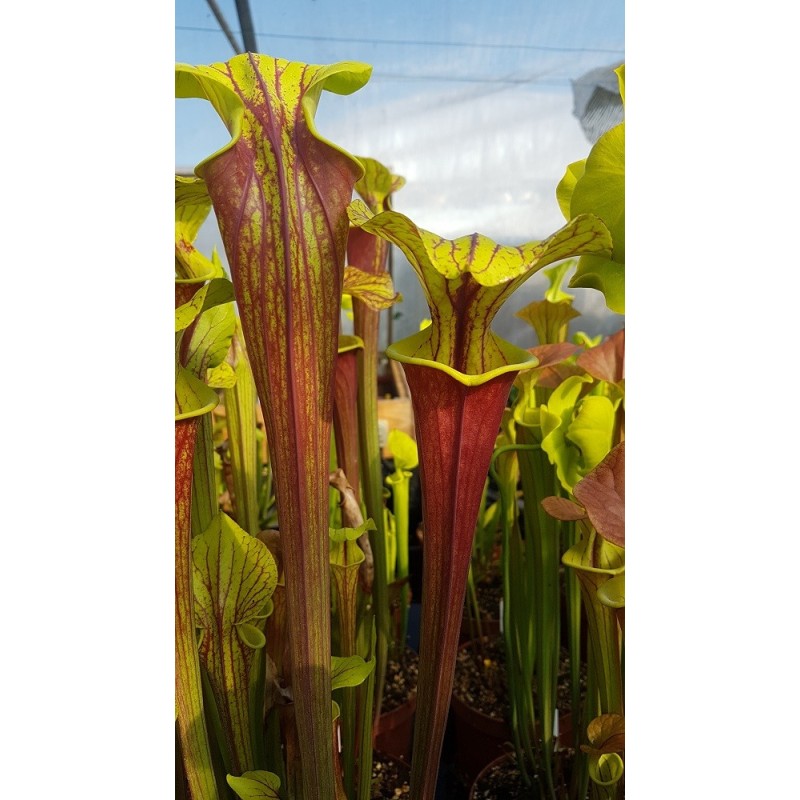 Sarracenia flava var. rubricorpora 'Apalachicola, National Forest'