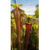 Sarracenia flava var. rubricorpora 'Apalachicola, National Forest'