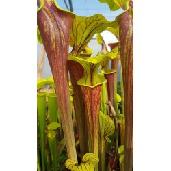 Sarracenia flava var. rubricorpora 'Apalachicola, National Forest'
