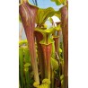 Sarracenia flava var. rubricorpora 'Apalachicola, National Forest'