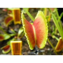 Dionaea 'sawtooth'