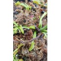 Dionaea 'mars'