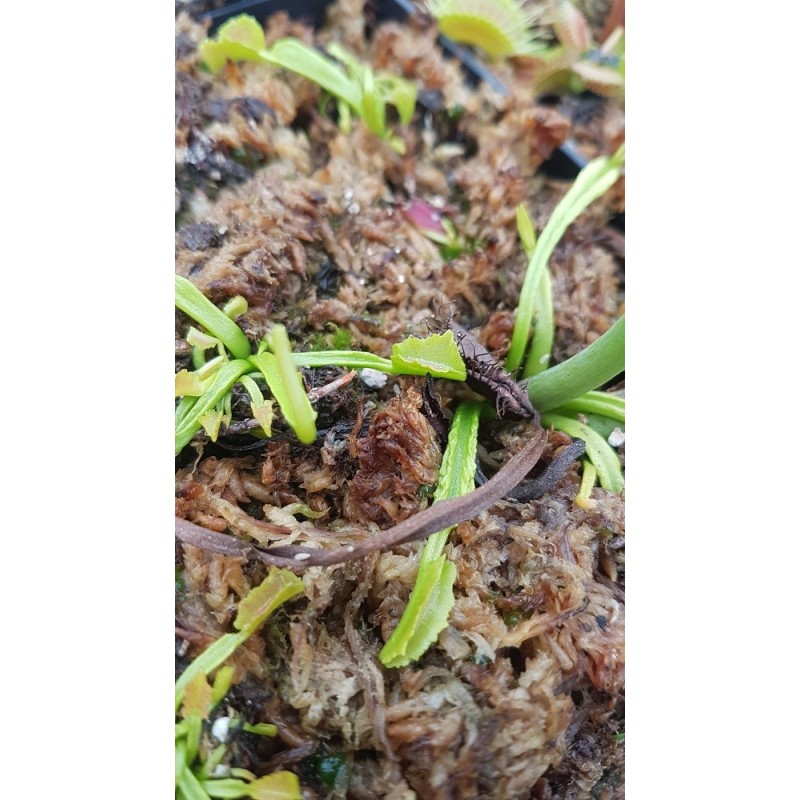 Dionaea 'mars'