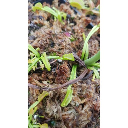 Dionaea 'mars'