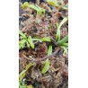 Dionaea 'mars'
