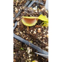 Dionaea 'microdent'