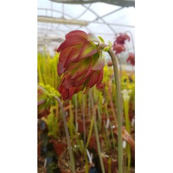 Sarracenia leucophylla 'tarnok'