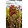 Sarracenia leucophylla 'tarnok'