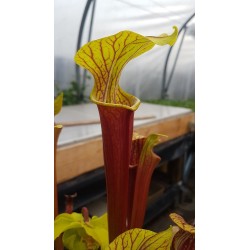 Sarracenia x alava