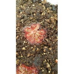 Drosera dielsiana