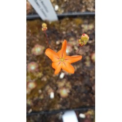 Drosera leucoblasta 'giant flowers, Cranbrook'