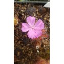 Drosera gibsonii