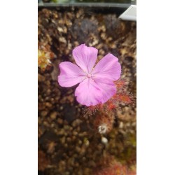 Drosera gibsonii