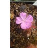 Drosera gibsonii