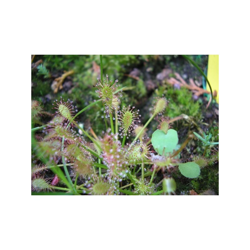 Drosera intermedia