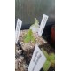 Pinguicula vallisnerifolia ' helle blute'