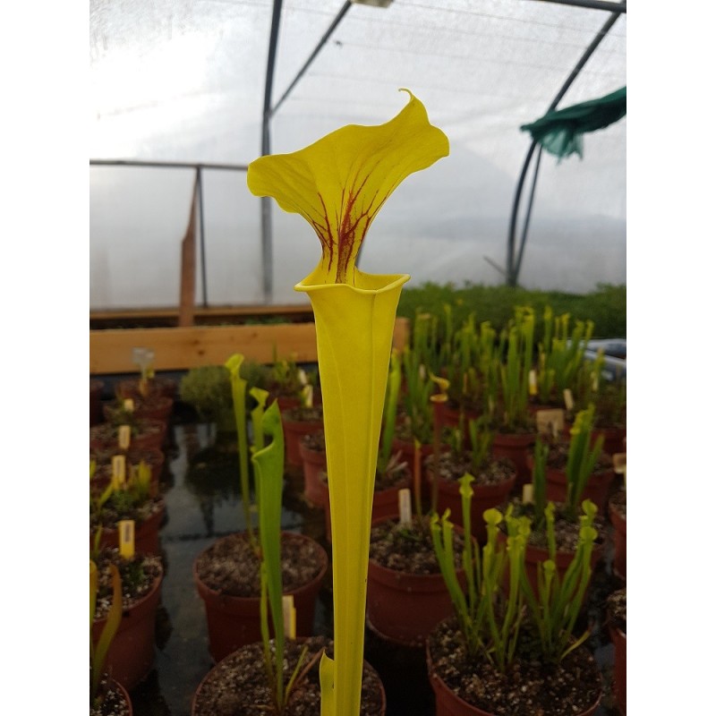 Sarracenia flava 'goldie'