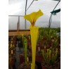 Sarracenia flava 'goldie'