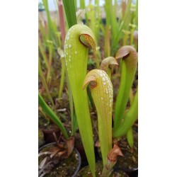 Sarracenia minor, seedling