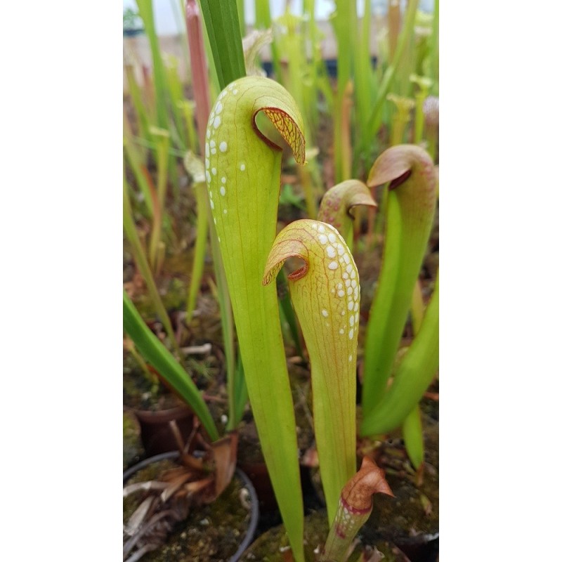 Sarracenia minor, seedling