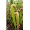 Sarracenia minor, seedling