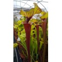 Sarracenia flava var. rubricorpora