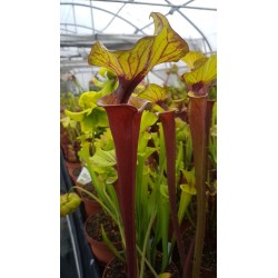Sarracenia flava var. rubricorpora