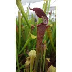 Sarracenia alata f.nigropurpurea - De Soto NF - MS