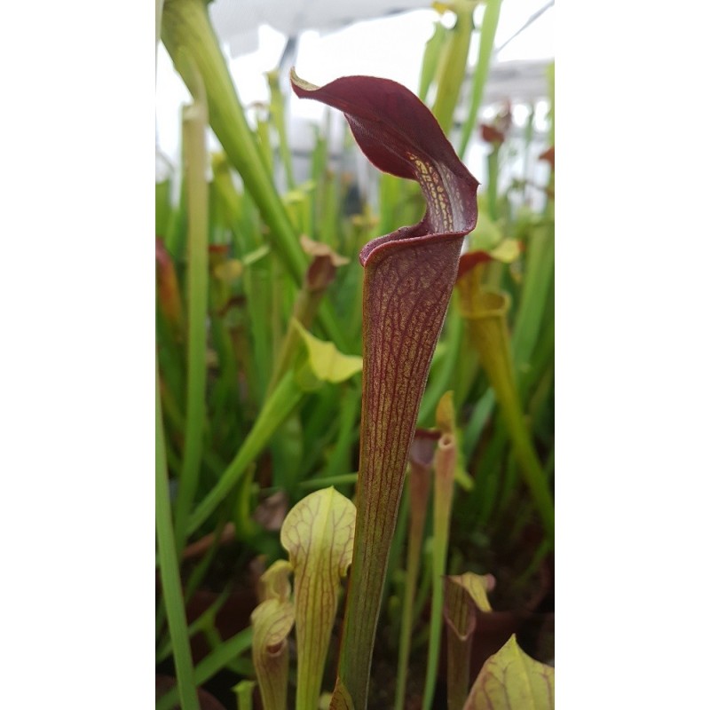 Sarracenia alata f.nigropurpurea - De Soto NF - MS